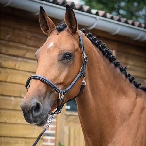 Licol de pansage - Collection One - Jump'in - Cob - Noir Populaire