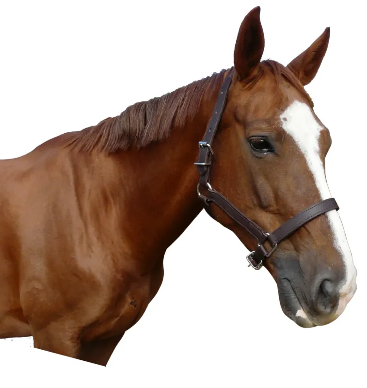 Licol cuir chrom - cheval Livraison Express