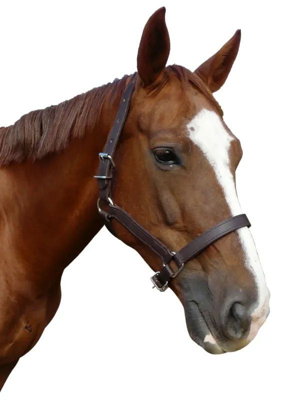 Licol cuir chrom double poney Livraison Gratuite
