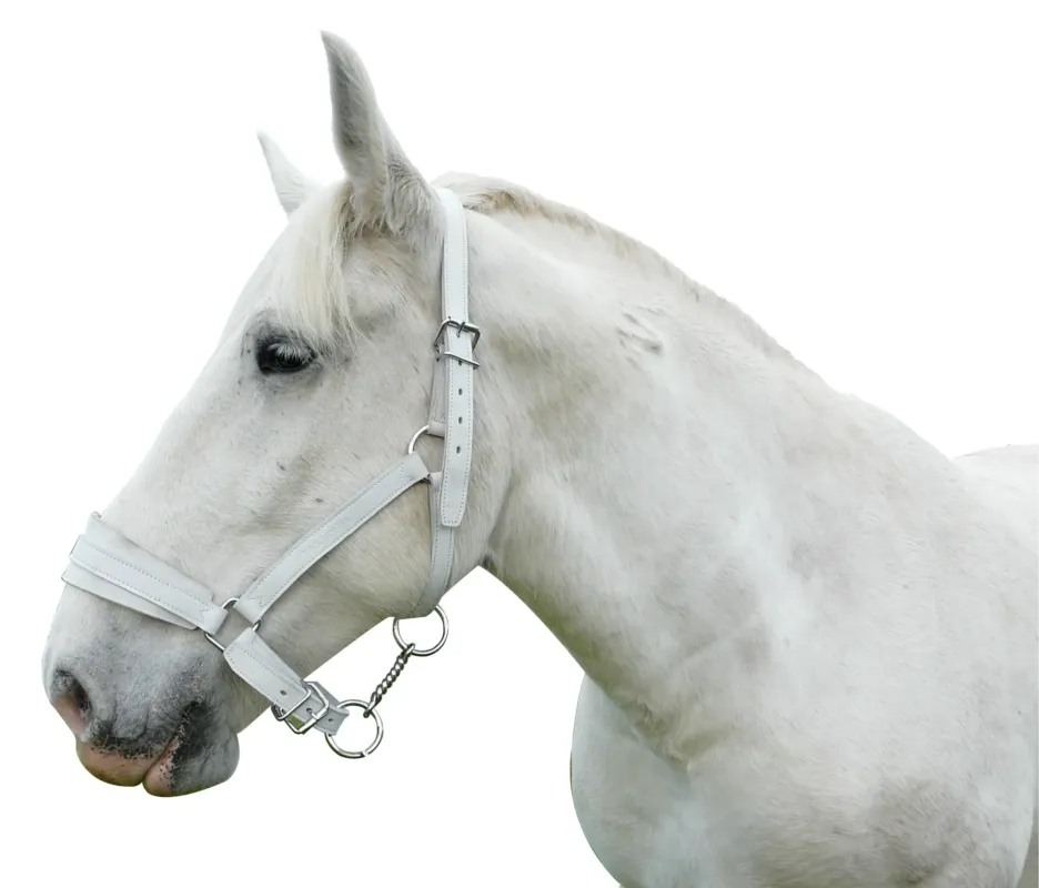 Nouveaut Licol cuir chrome cheval trait