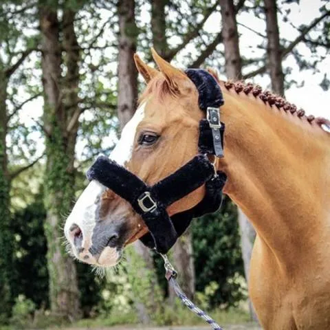 Licol Soft One - Noir - Jump'in - Cob - Noir Commande En Gros