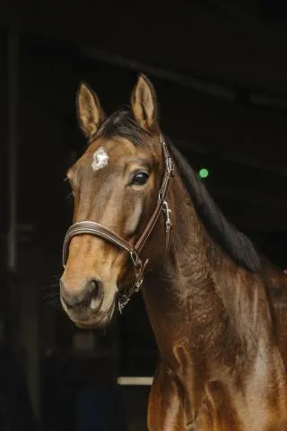 Licol en cuir Rock - Norton - Noir - Cheval Prix Choc
