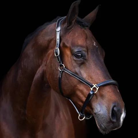 Licol en cuir Legacy - HV Polo - Noir - Poney Top Vente