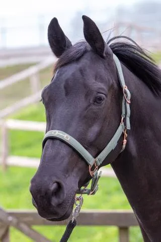 Meilleure Vente Licol Mors Harrys Horse - Bleu marine - COB