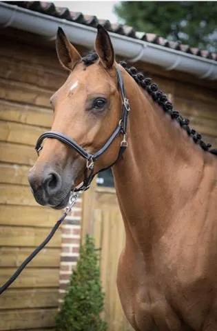Prix Promo Licol de pansage Jump'in collection One - Cob - Bogue - noisette - marron clair
