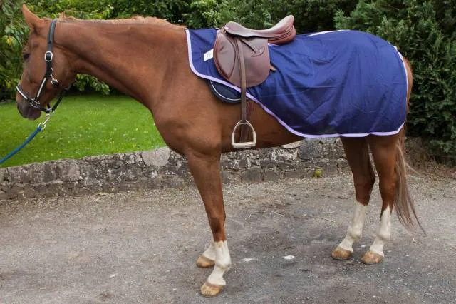 Couvre reins anti mouches JMR taille shetland - bleu - 75 Prix Promo