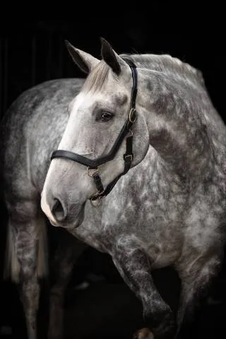 Acheter Direct Licol Rambo Micklem - Horseware - lastique rglable - BRUN - COB