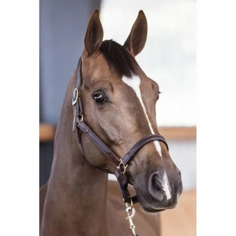Quantit Limite Licol cuir NT - Stubben - Cuir vachette souple - Cheval - Ebony