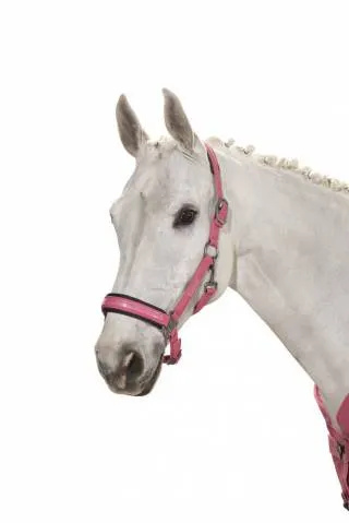 Prix Cass Licol Douplepin Softshell Classic Sport S/S 2021 - Eskadron - Turquoise - Poney II