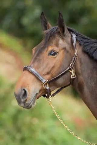 Licol cuir anatomique noir poney - HFI - Rembourr et rglable - NOIR - PONY Nouvel Arrivage