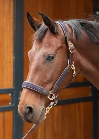 Licol en cuir Braided - Harry's Horse - Marron - Cob Expdition Rapide