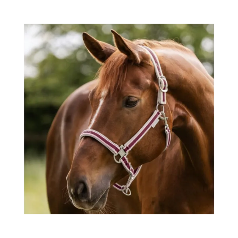 Prix Promo Licol Atheltic - WALDHAUSEN - Rouge velout - poney