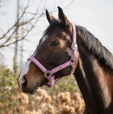 Licol Lyvia Rose - QHP - Motifs curs, ajustable - Rose - Cob Satisfait Ou Rembours