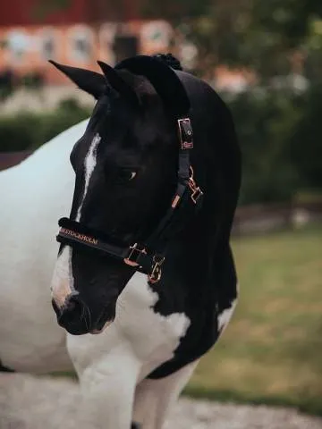 Licol doubl mouton et longe Equestrian Stockholm - DARK SKY - Gris - Poney Haute Qualit