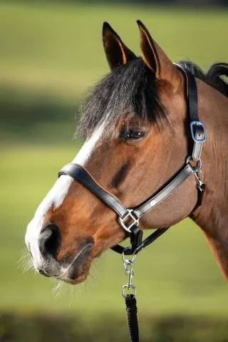 Achat Immdiat Licol thologique two-tone - HFI - cuir souple - NOIR/COGNAC - COB