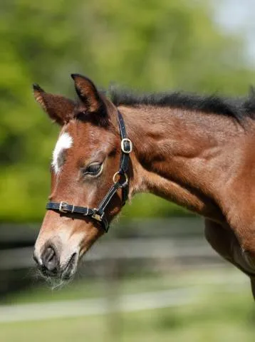 Licol cuir noir foal - HFI - surpiqres crme - NOIR - FOAL Rduction