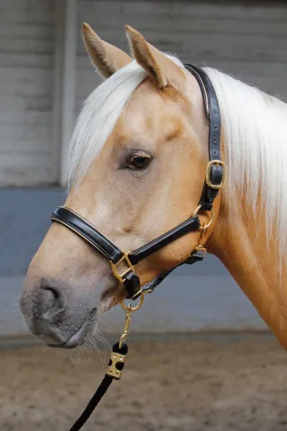 Bon Plan Licol en cuir dor ou argent - Harry's Horse - Argent - Cob