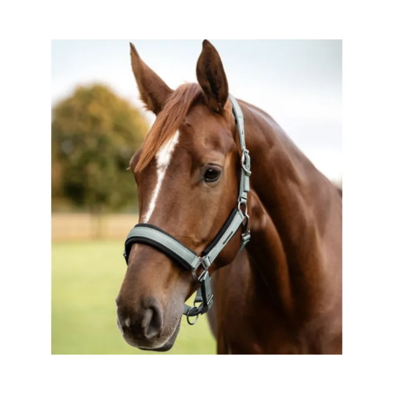 Licol Soft Touch - WALDHAUSEN - bleu argent - poney Paiement Scuris