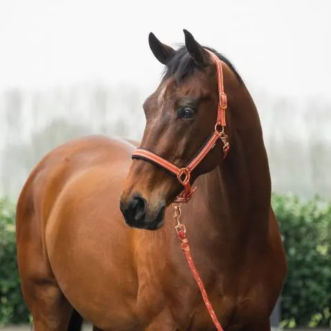 Licol et longe Deluxe - HORKA - Rembourr en mesh - Noir/Rose gold - Cheval Offre Du Jour