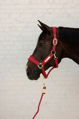 Offre Limite Licol Velvet Rouge - Kentucky - Dtails en velours - Rouge - Cheval