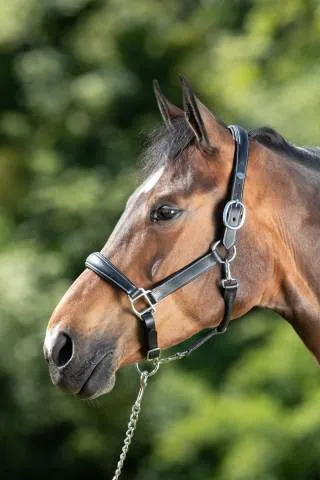Vente Flash Licol de pansage HFI - NOIR - COB