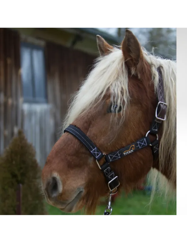 Satisfait Ou Rembours Licol cheval de trait TITAN – x-full