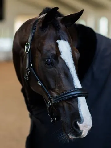 Dernier Modle Licol en cuir anatomique Black Edition - EQUESTRIAN STOCKHOLM - Noir - Poney