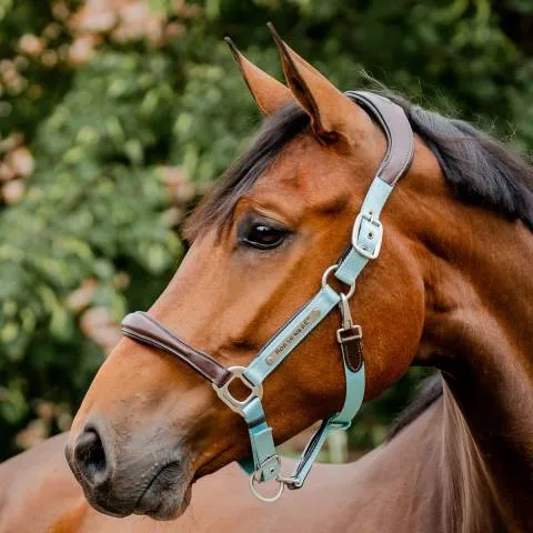 Seulement Aujourdhui Licol de comptition signature - horseware - confort maximal - BRUN/BLEU CIEL - FULL