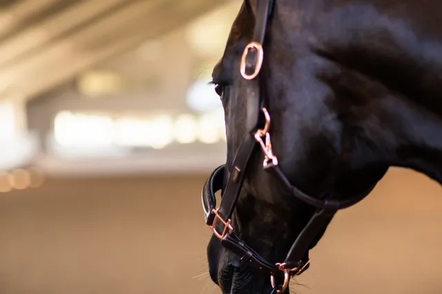 Licol Anatomique Moonless Night - Equestrian Stockholm - Marron - Poney Prix Promo