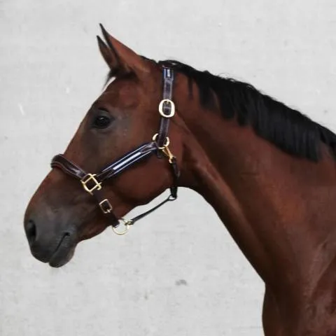 Usine Directe Licol en cuir et nylon Ralph - JMR PRO - cheval