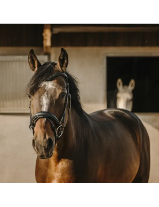 Meilleur Prix Bridon "Bat" - ERIC THOMAS - noir - cheval