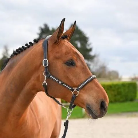 Bon March Licol Clincher - Collection One Premium - Jump in - Cob - Havane