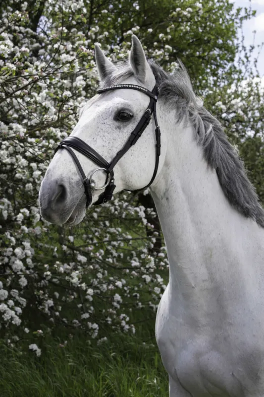 Bridon Norton Pro Strass - Cheval - Noir Quantit Limite