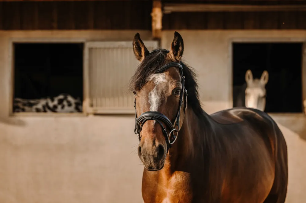 Promotion Saisonnire Bridon Eric Thomas Bat - Cheval - Noir