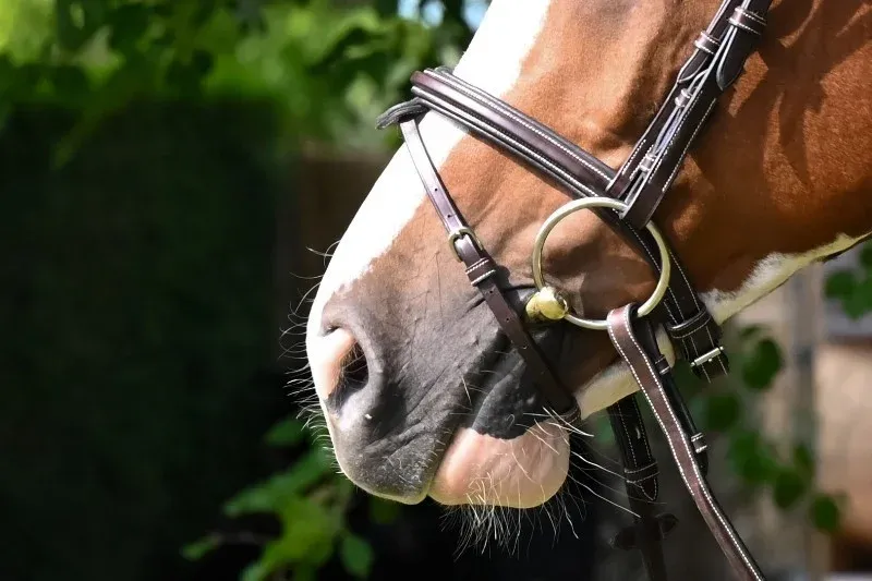 Satisfait Ou Rembours Noseband Jump'in - Cheval - Noir