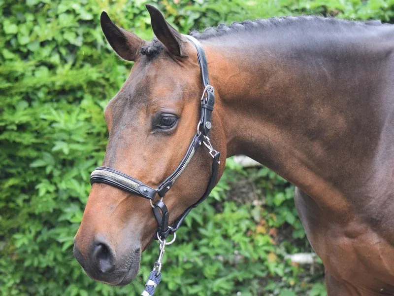 Prix Promo Licol Crystal Jump'In week - Cheval - Noir Crystal Argent