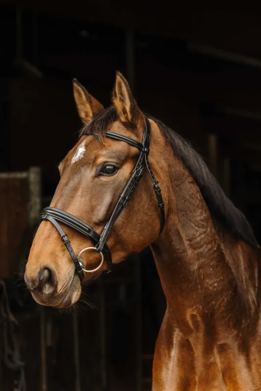 Bridon Norton Pro Apophyse - Poney - Noir Soldes