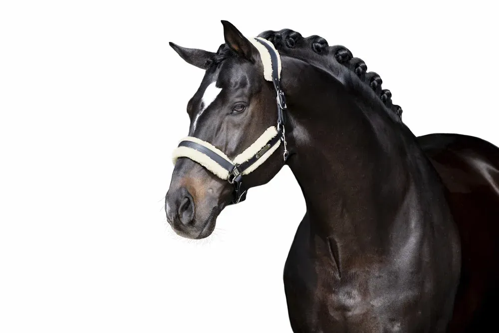 Petit Prix Set de Rembourrage fausse fourrure Eskadron Stallion - Cob - Banane