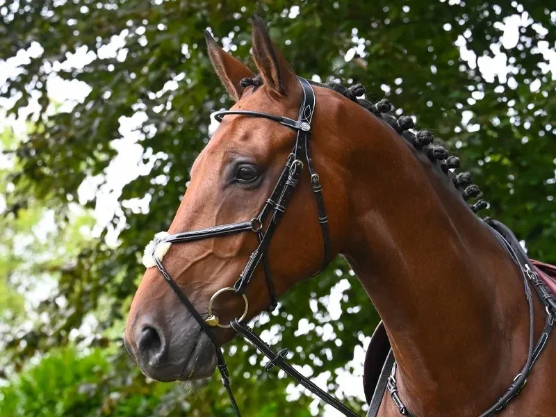 Commander Vite Filet Jump'In Monday muserolle croise week - Cob - Acajou