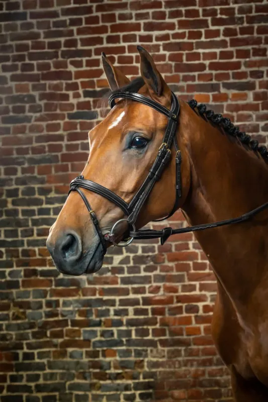 Commander Maintenant Bridon Muserolle Combine Dy'on D Collection - Cheval - Noir
