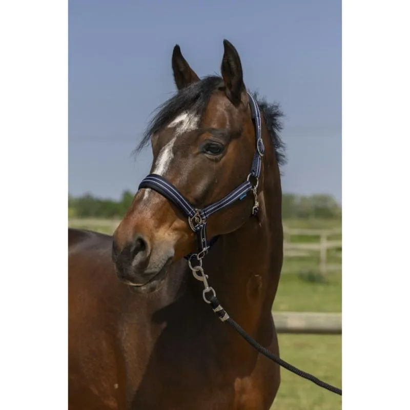NORTON – Licol nylon doubl noprne double Rglage 4 LINES NOIR PONEY Dernier Modle