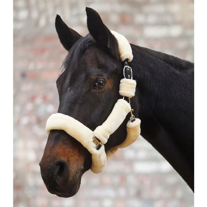 Achetez Aujourdhui WALDHAUSEN- Licol Doubl Mouton avec Mousquetons COZY PONEY NOIR boucles Argent