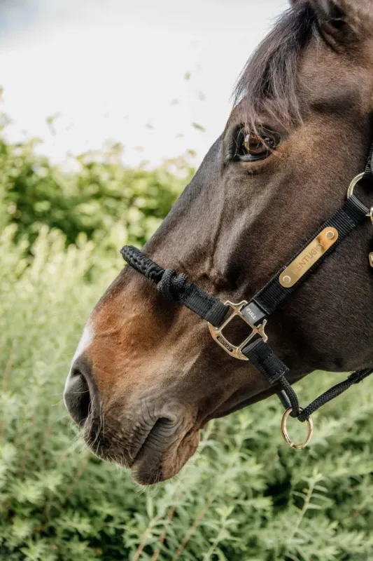 Licol de controle Kentucky - Cheval - Noir Jusqu puisement Des Stocks