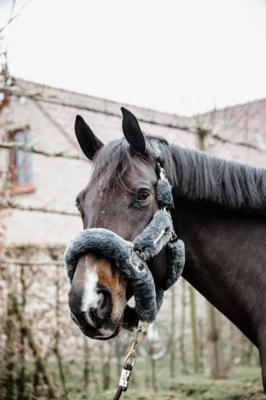 Super Prix Licol de transport mouton Kentucky - Cheval - Gris