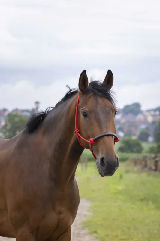 Licol thologique Norton corde/synthtique - Cheval - Rouge Livraison Express