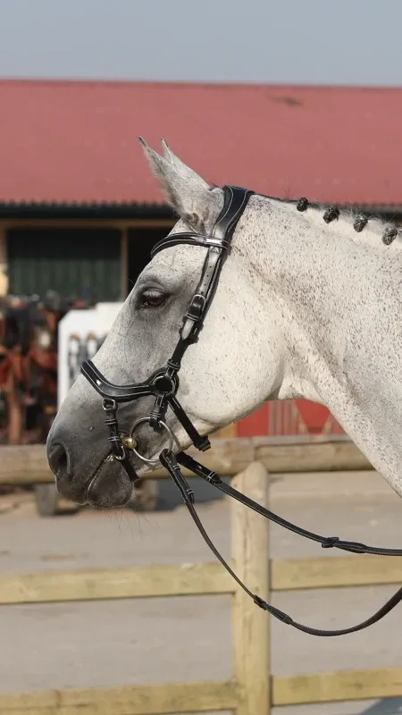 Filet Jump'In New York One - Cheval - Noir Dernire Chance