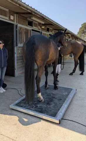 Dernier Modle Balance quine