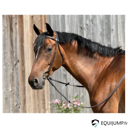 Haute Qualit Bridon Essentiel Confort Anatomique Sans Muserolle T de T - COB/PUR-SANG - NOIR