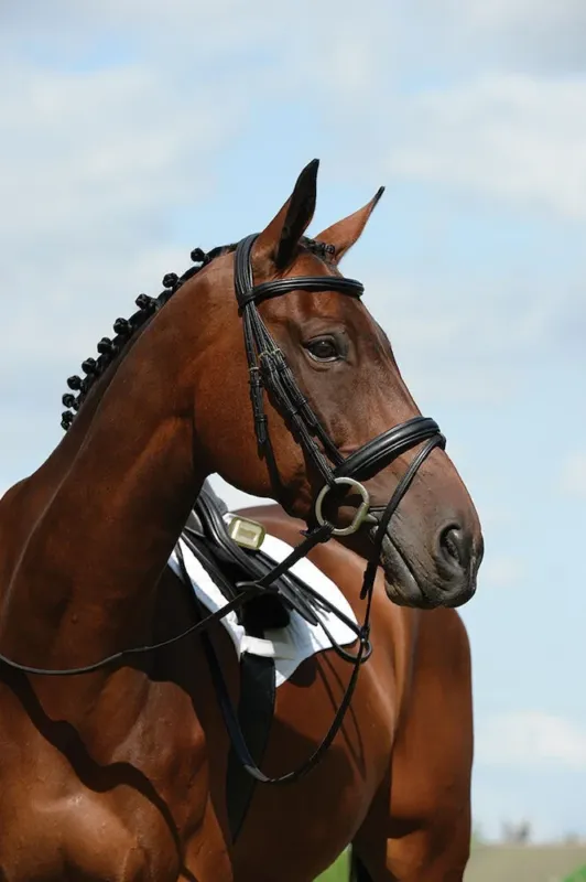 Livraison Gratuite Bridon muserolle combin Collegiate Syntovia+ - Grand cheval - Noir