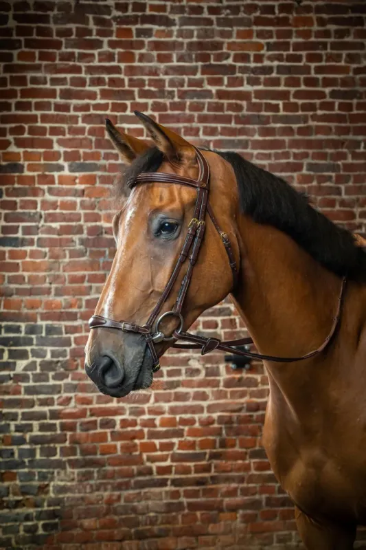 Bridon Muserolle Allemande Ajustable D Collection by Dy'on - Cheval - Brun Nouvelle Collection